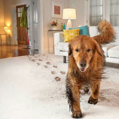 carpet-clean-in-sutton